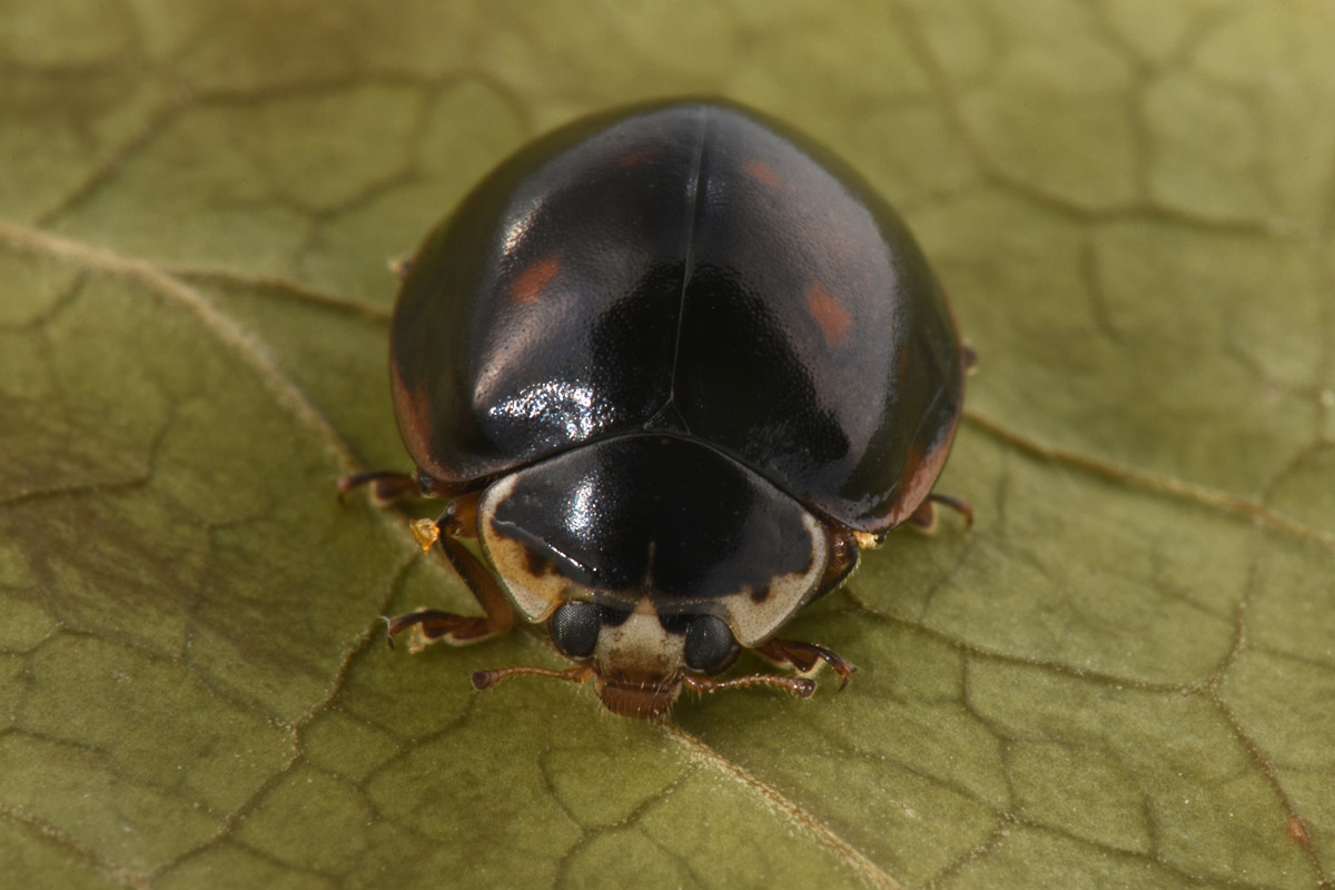 Coccinellidae: Harmonia axyridis